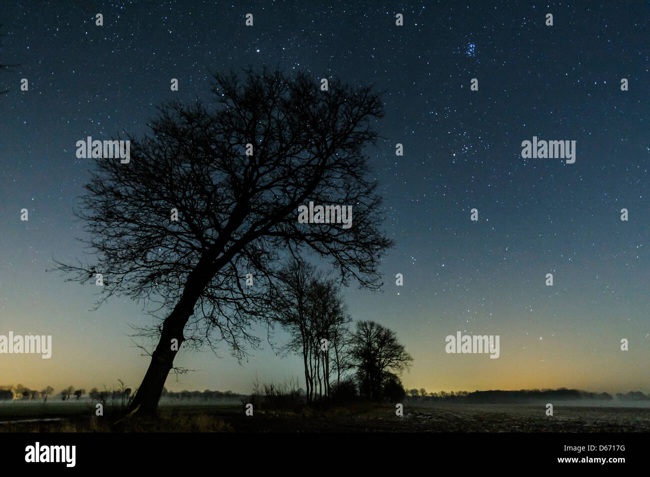 Ciel étoilé avec arbres, Niedersachsen, Allemagne Banque D'Images