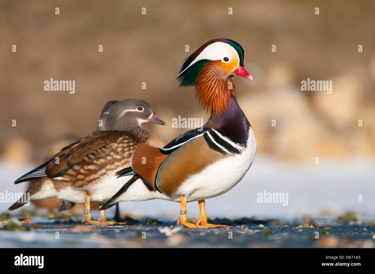 Canard mandarin Aix galericulata, Banque D'Images