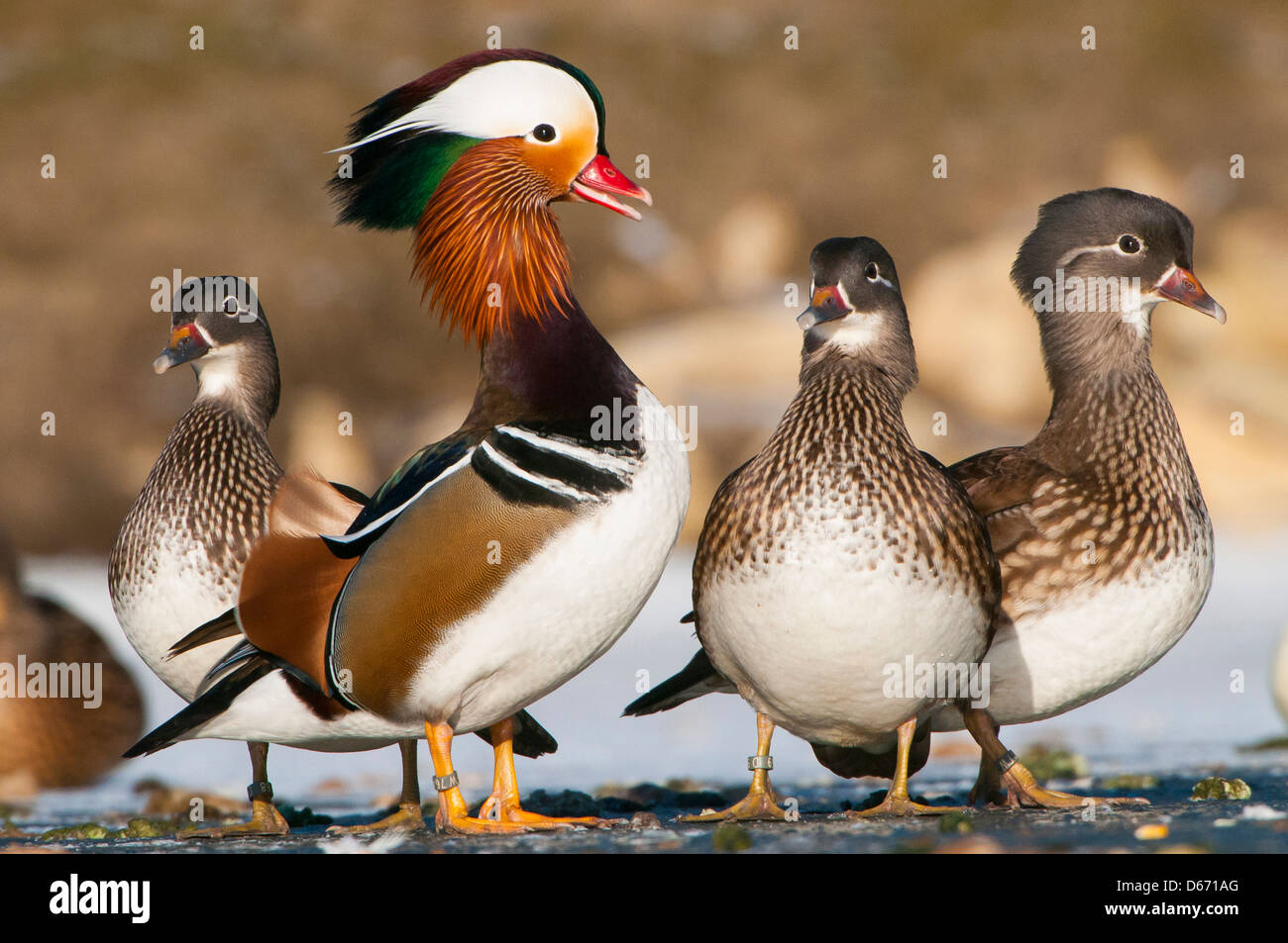Canard mandarin Aix galericulata, Banque D'Images