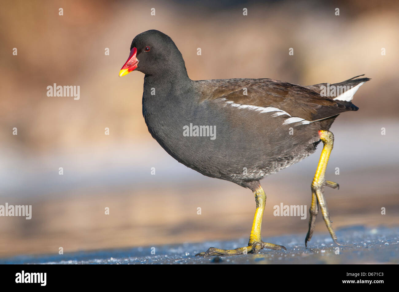 La Gallinule poule-d'eau Gallinula chloropus, Banque D'Images