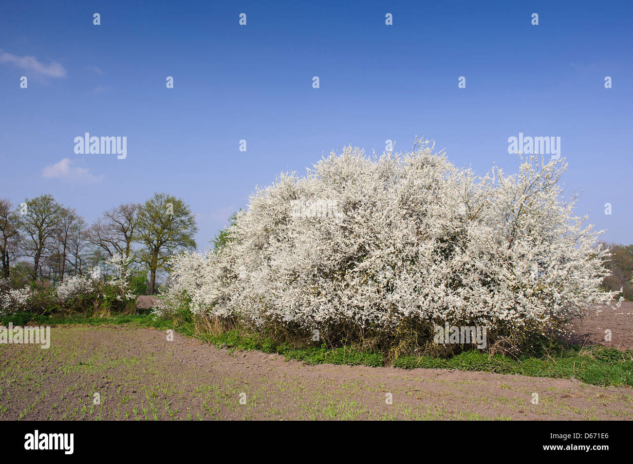 Fleurs de prunellier (Prunus spinosa) de couverture, oldenburger münsterland, Niedersachsen, Allemagne Banque D'Images