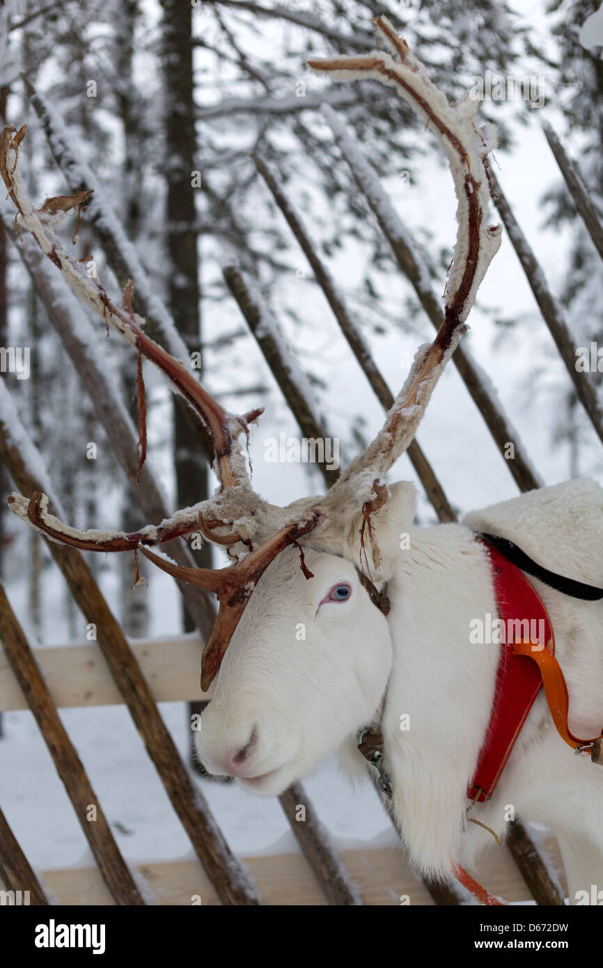 En hiver à Rennes le cercle polaire. Le renne de Noël sur l'arrière-plan d'une forêt d'hiver 