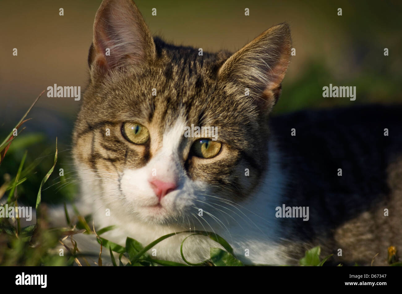 Jeune chat domestique couché dans le jardin et looking at camera Banque D'Images