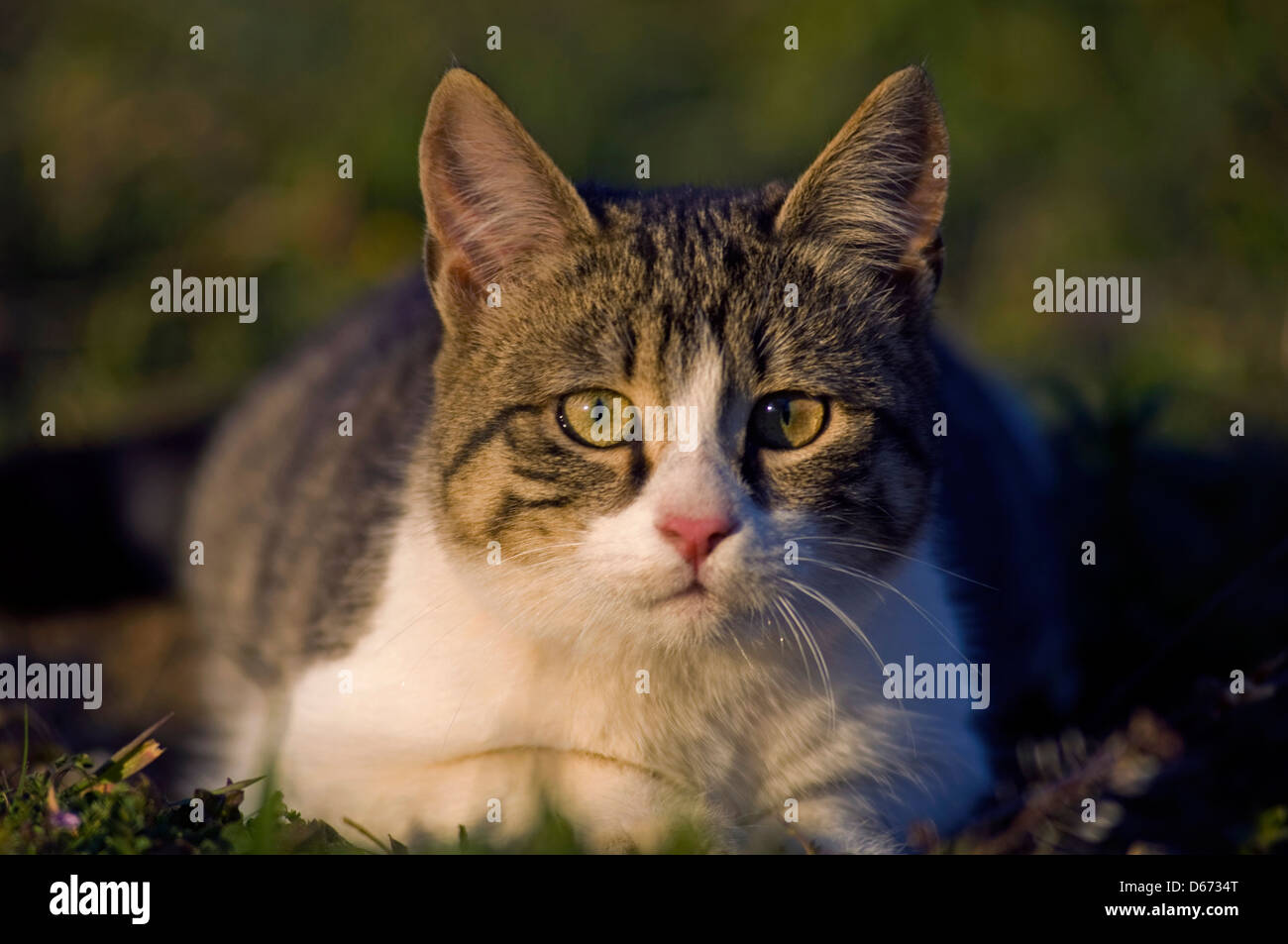 Jeune chat domestique couché dans le jardin et looking at camera Banque D'Images