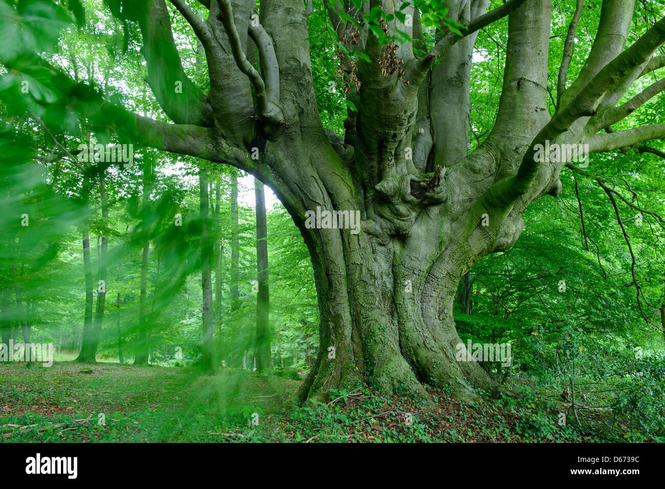 Forêt de hêtre, Fagus sylvatica, Niedersachsen, Allemagne Banque D'Images