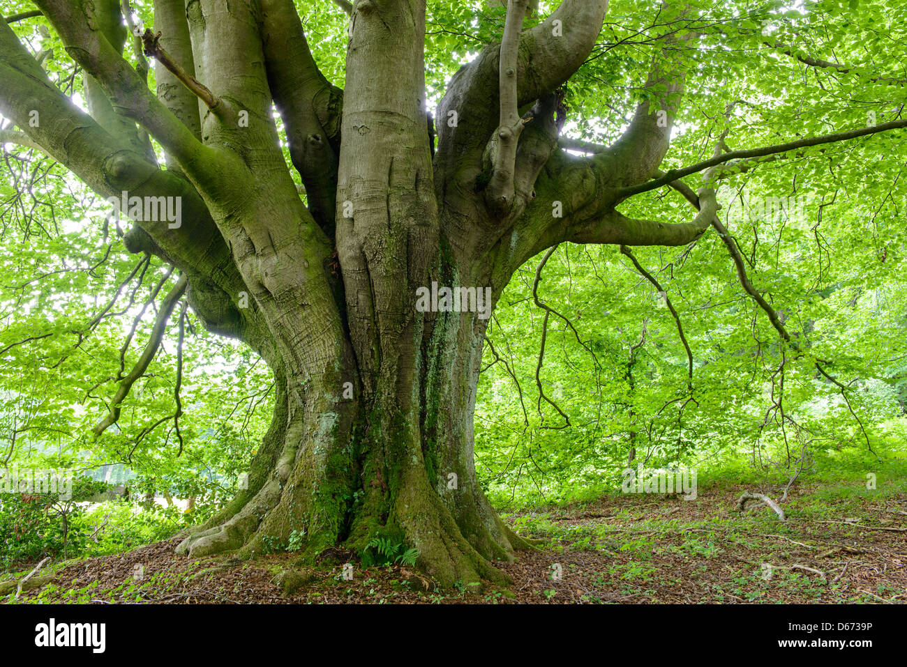 Forêt de hêtre, Fagus sylvatica, Niedersachsen, Allemagne Banque D'Images