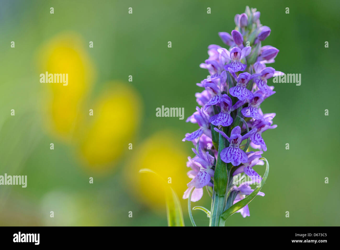 Marais du sud, orchidée Dactylorhiza praetermissa Banque D'Images