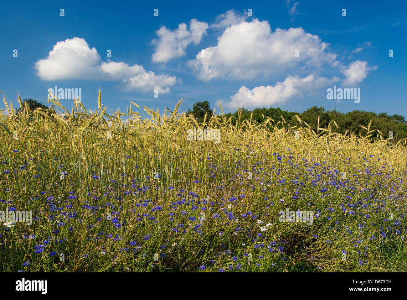 Barbeaux au bord d'un grainfield, Centaurea cyanus, Niedersachsen, Allemagne Banque D'Images