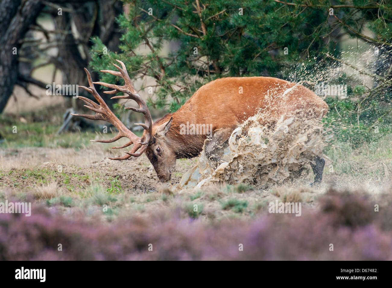 Red Deer (Cervus elaphus, mâle Banque D'Images