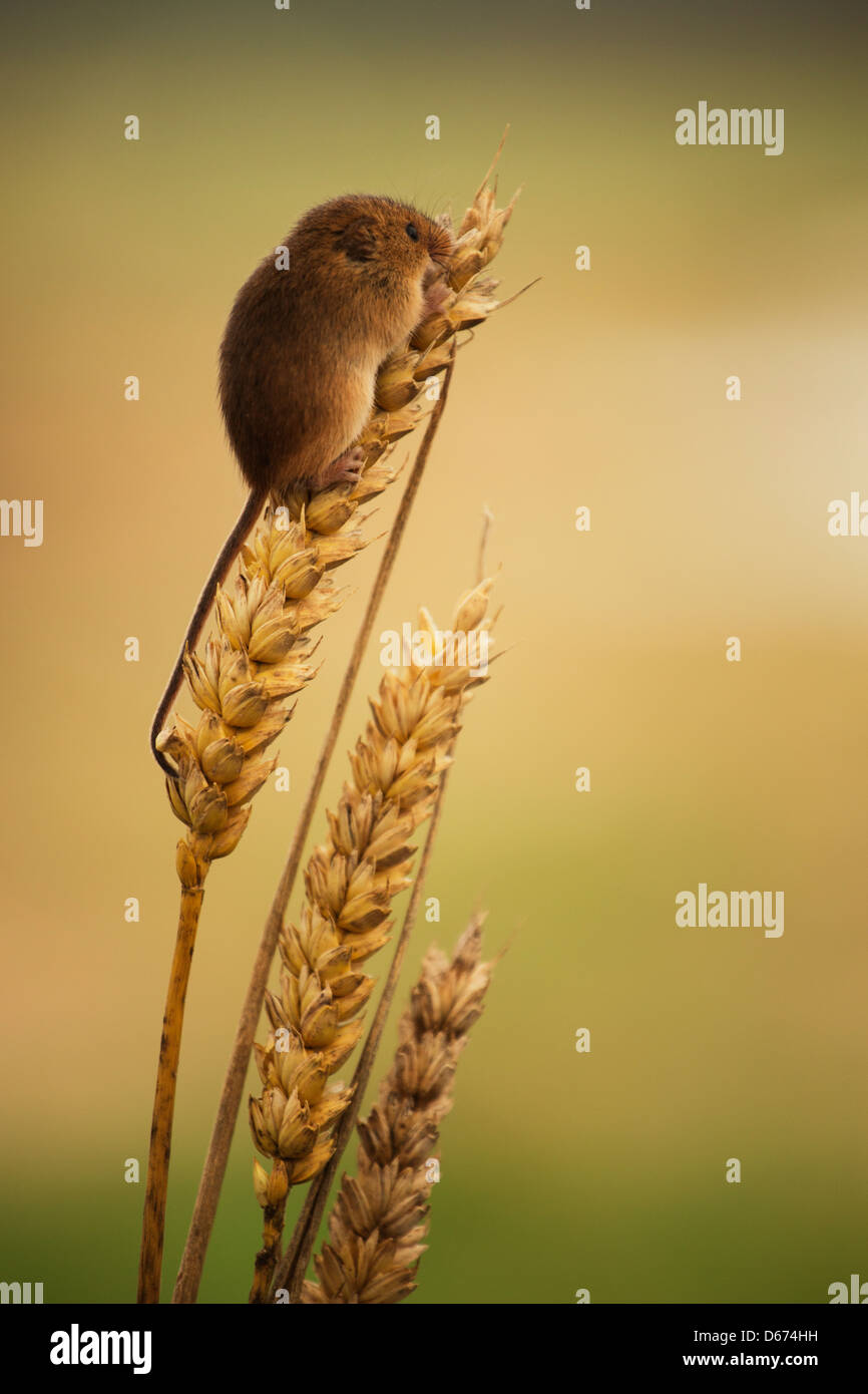 La récolte d'une séance de la souris au dessus d'une plante de blé Banque D'Images