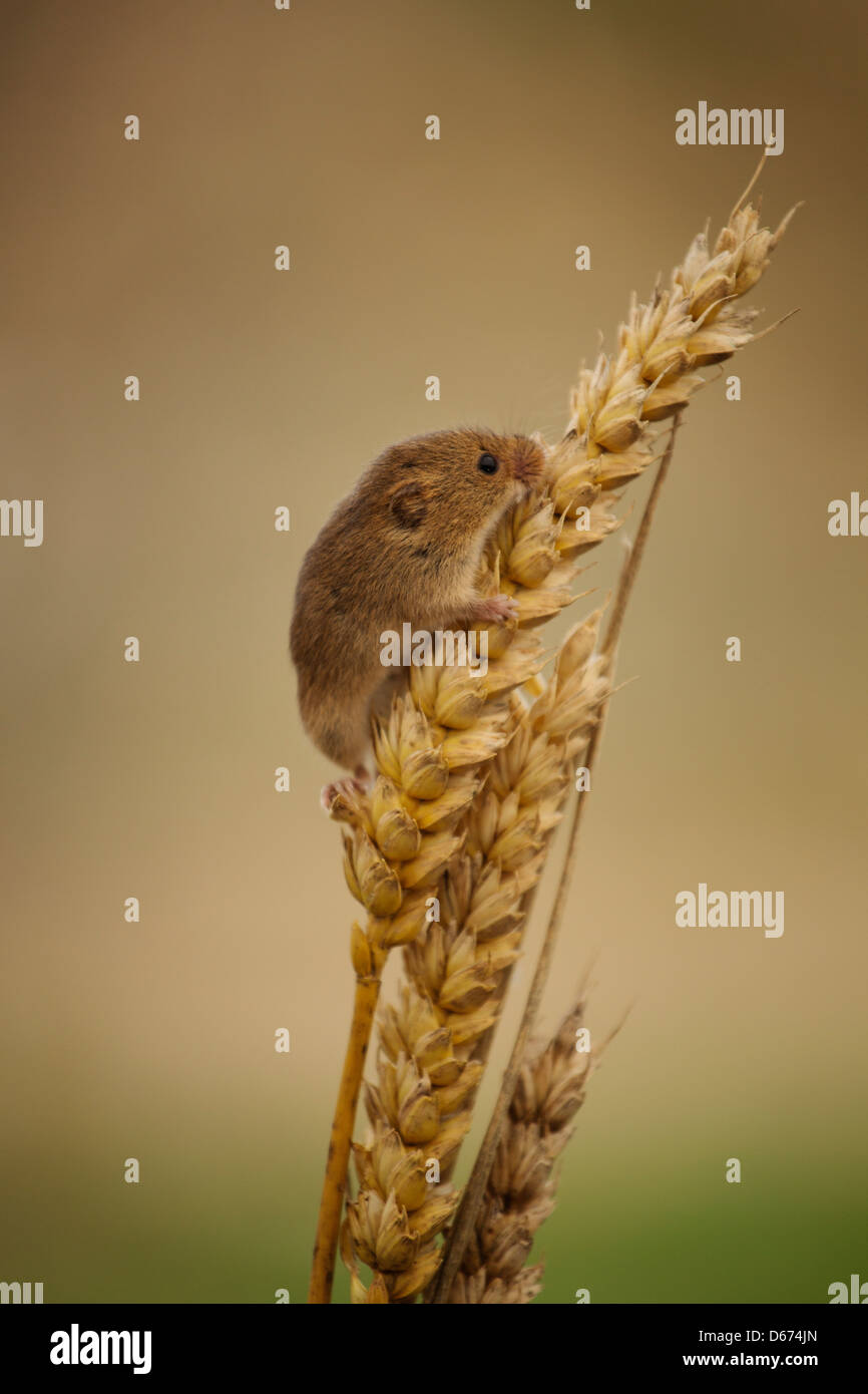 Une récolte de blé de l'escalade de la souris sur certains Banque D'Images