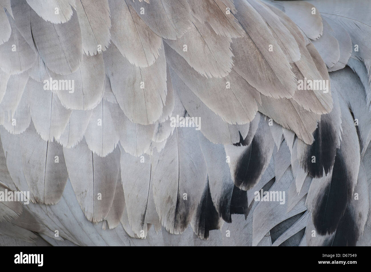Le plumage de la grue, Grus grus, Allemagne Banque D'Images