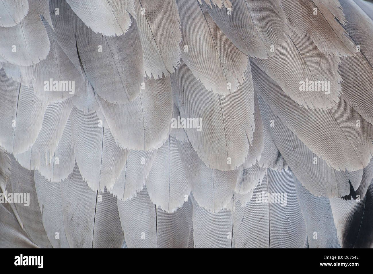 Le plumage de la grue, Grus grus, Allemagne Banque D'Images
