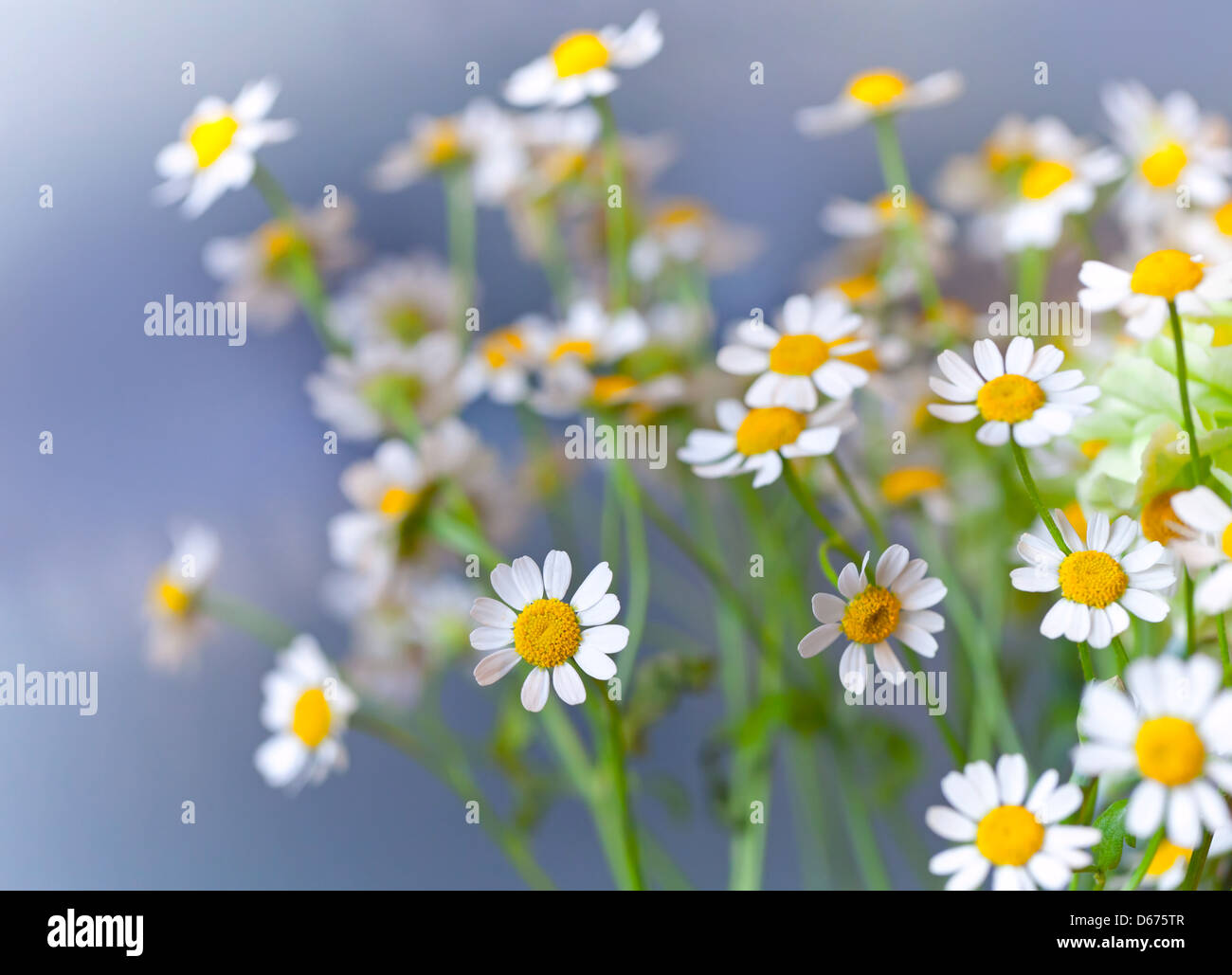 Au-dessus de la camomille fond bleu clair Banque D'Images