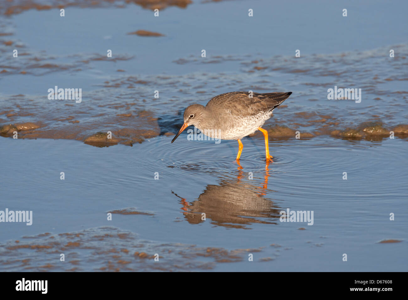 Chevalier arlequin - Tringa totanus patauger dans l'alimentation de l'estuaire, reflétée dans l'eau Banque D'Images