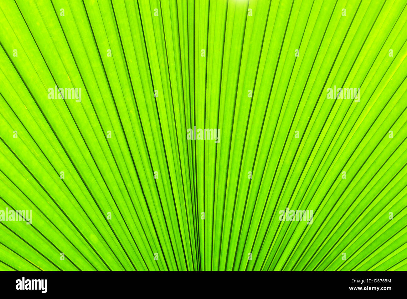 Texture vert feuille de palmier. Nature fond Banque D'Images Texture vert feuille de palmier. Nature fond Banque D'Images