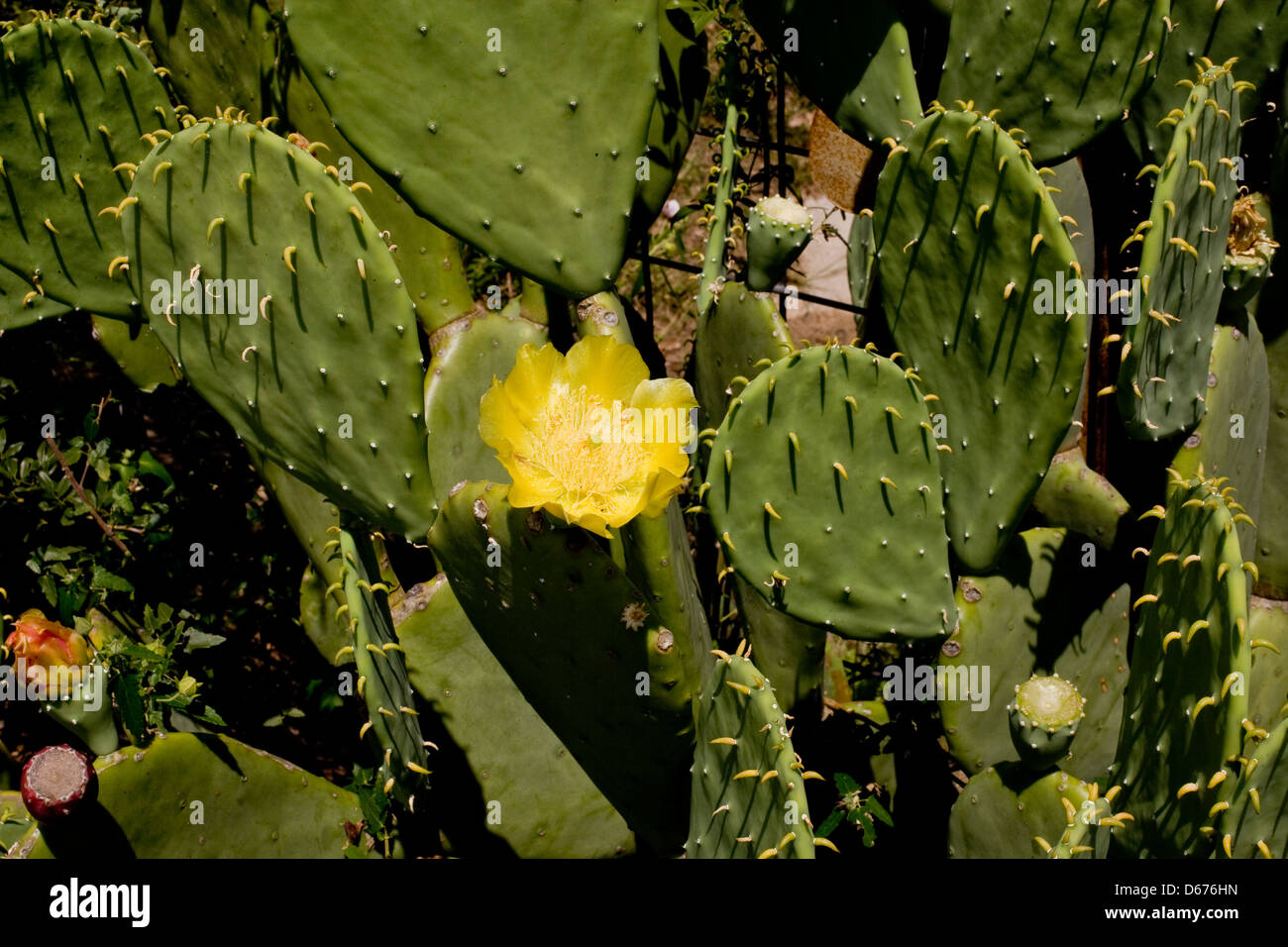 Cactus Fleur Plante jaune horizontale Close up Banque D'Images