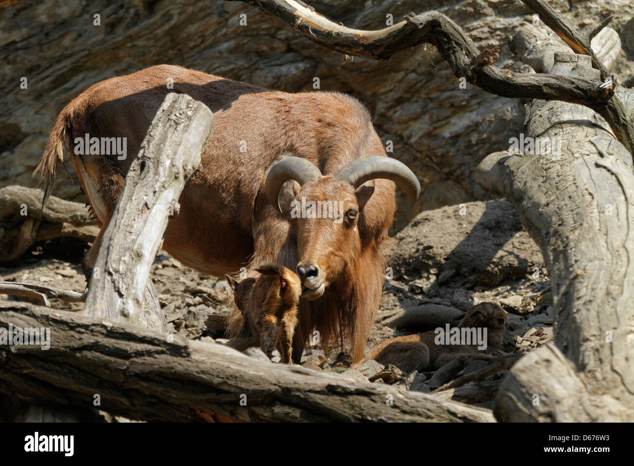 Le mouflon à manchettes (Ammotragus lervia) avec les agneaux nouveau-nés, zoo de Prague, République Tchèque Banque D'Images