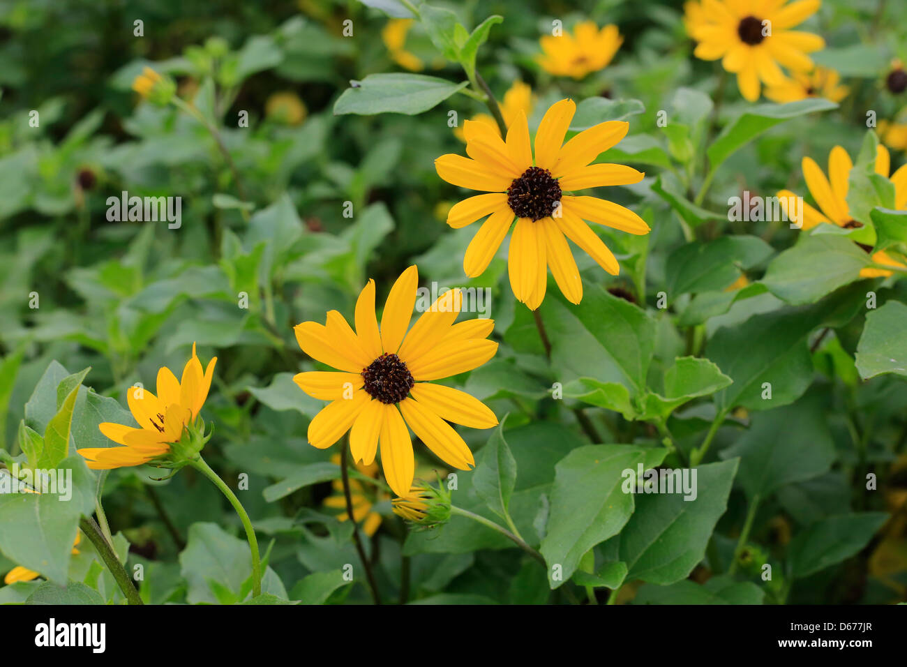 Rudbeckia hirta, black-eyed Susan, est une espèce de plantes de la famille des Asteraceae, originaire du centre des États-Unis Banque D'Images