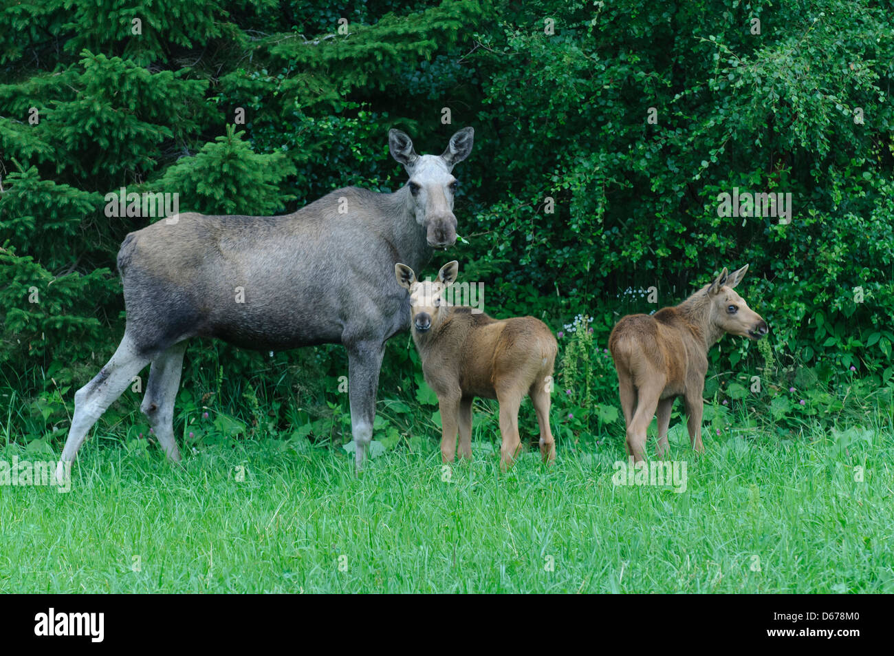 Elk eurasien vache avec deux veaux, Alces alces, Norvège Banque D'Images
