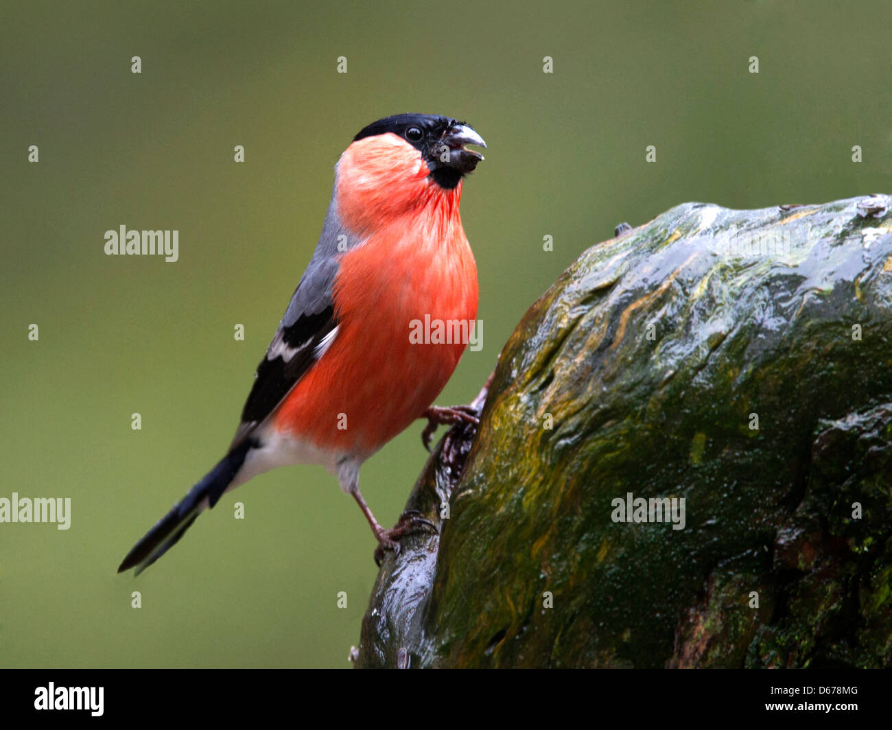 Homme Eurasain bouvreuil perché Banque D'Images