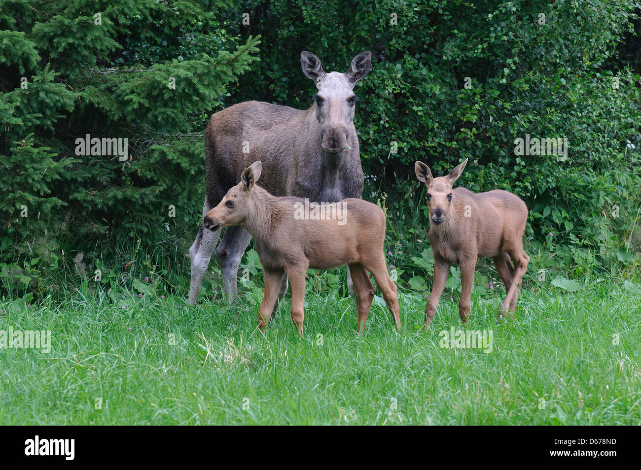 Elk eurasien vache avec deux veaux, Alces alces, Norvège Banque D'Images