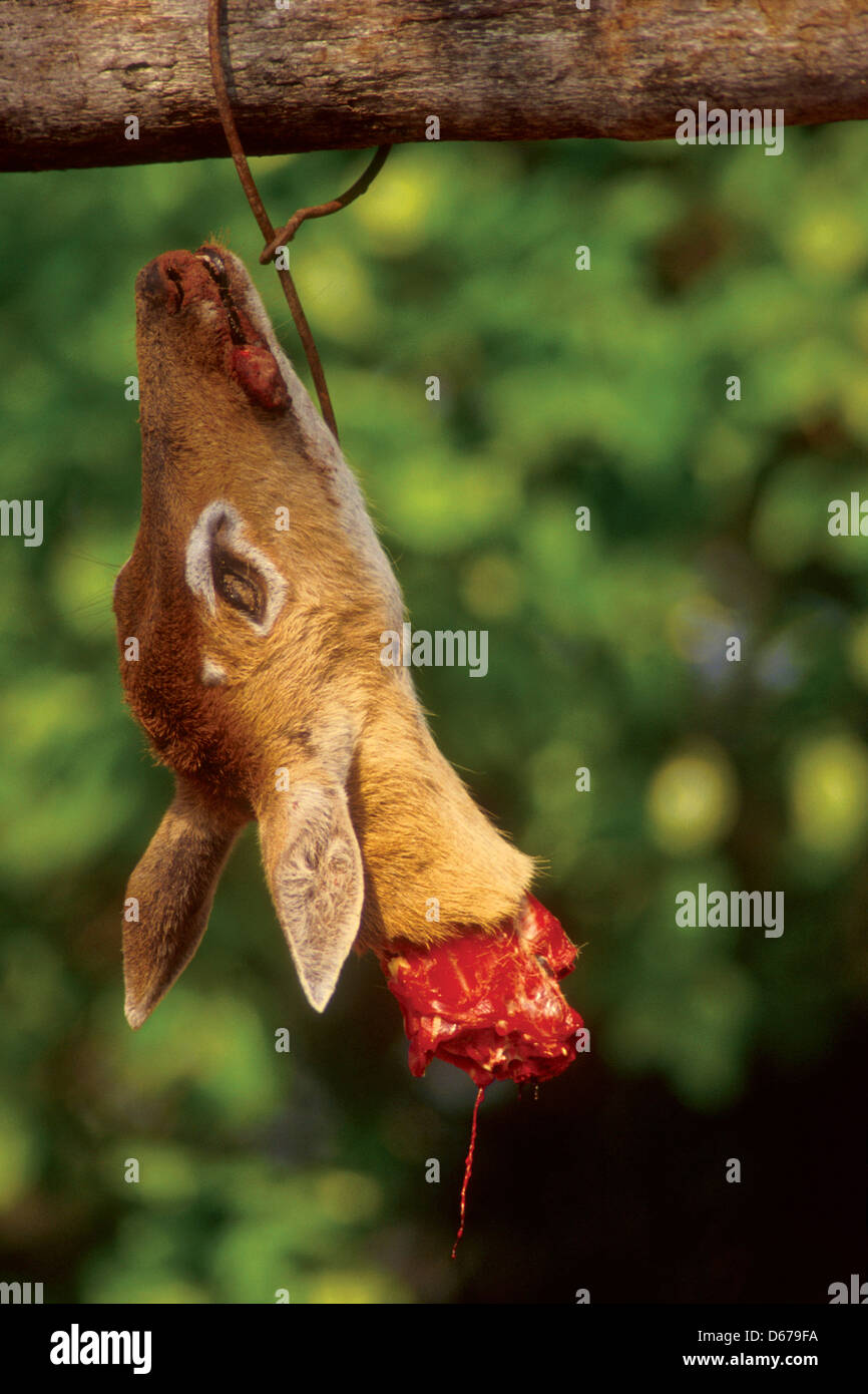 La chasse, chevreuil mort, la cruauté envers les animaux, Pantanal Matogrossense, au Brésil. Banque D'Images