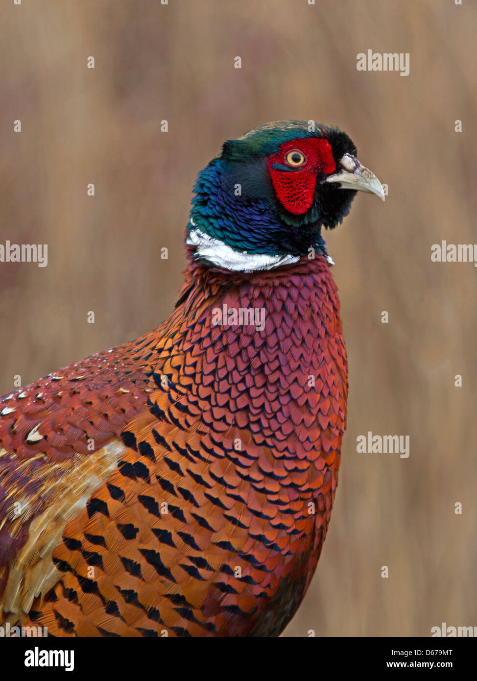Le faisan commun Masculin, Close up Banque D'Images