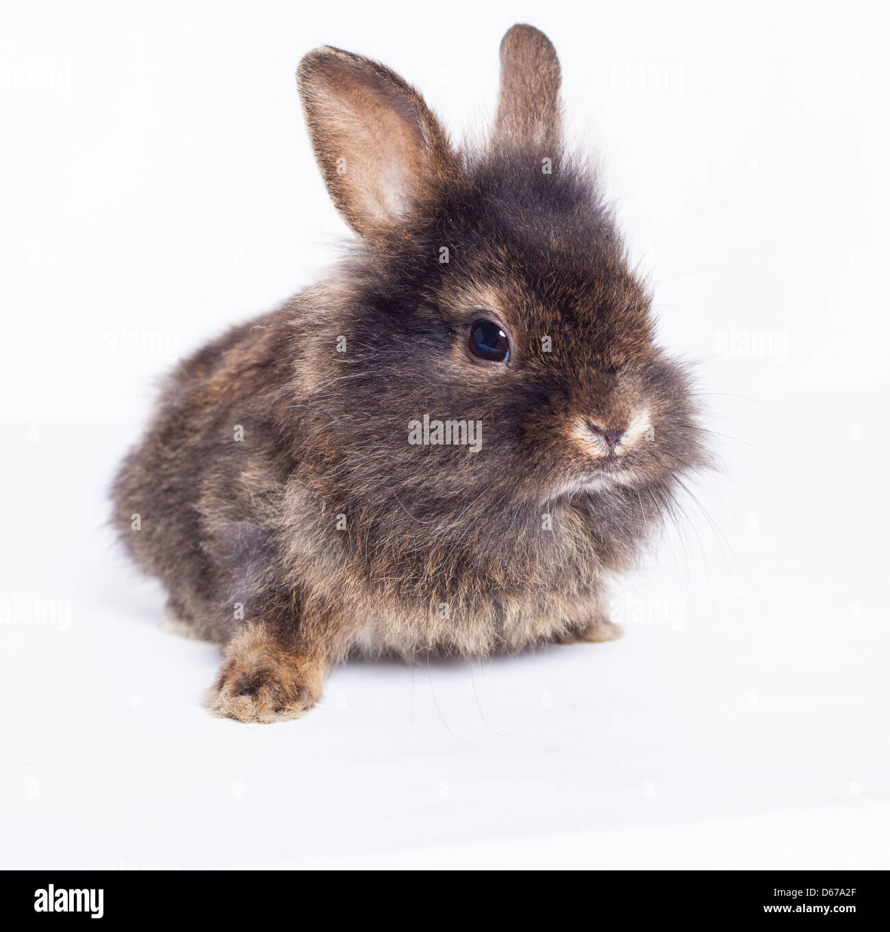 Lapin lapin gris ( ) isolé sur fond blanc Banque D'Images