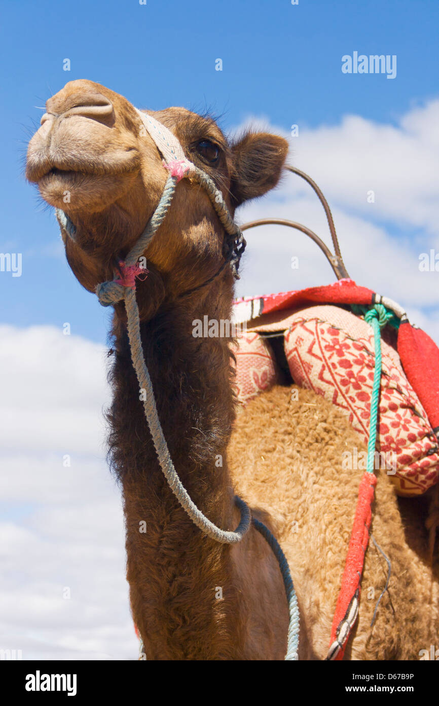 Un chameau par la route à Tahannaout ou Tahnaout, Province d'Al Haouz, Marrakech-Tensift-Al Haouz, Maroc. Banque D'Images