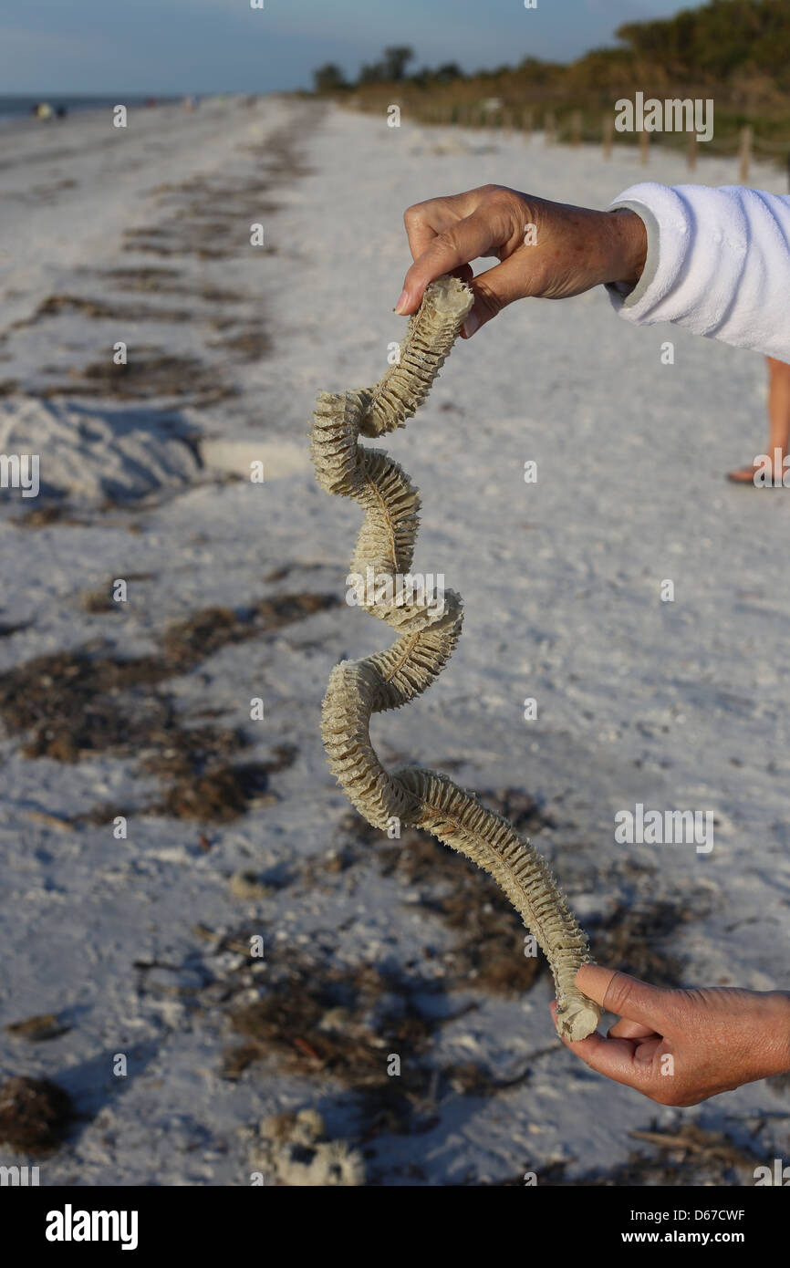 La chaîne d'oeufs de la foudre le buccin, Busycon sinistrum, tenue par les mains sur Sanibel Island, Floride, USA Banque D'Images