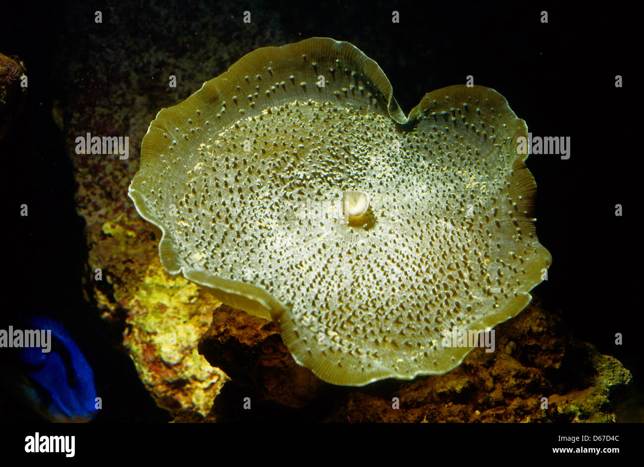 Champignon géant ou Anémone Amplexidiscus fenestrafer oreille Elefant, Actinodiscidae, Indo-Pacific Ocean Banque D'Images