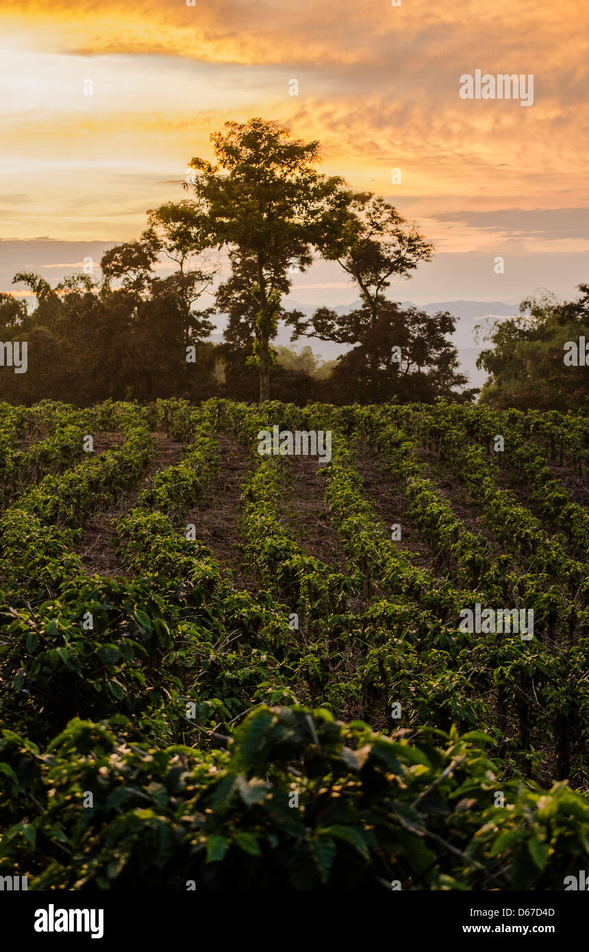 Les plantations de café dans la zone de 'Triangle Café Colombie" au coucher du soleil Banque D'Images