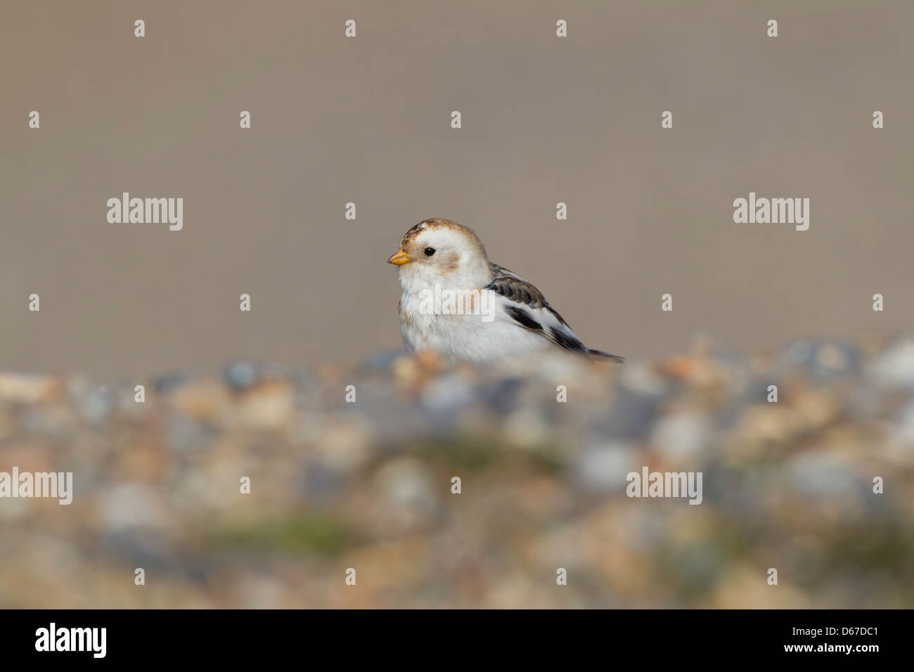 - Plectrophenax nivalis bruant des neiges se nourrit de Pebble Beach Banque D'Images