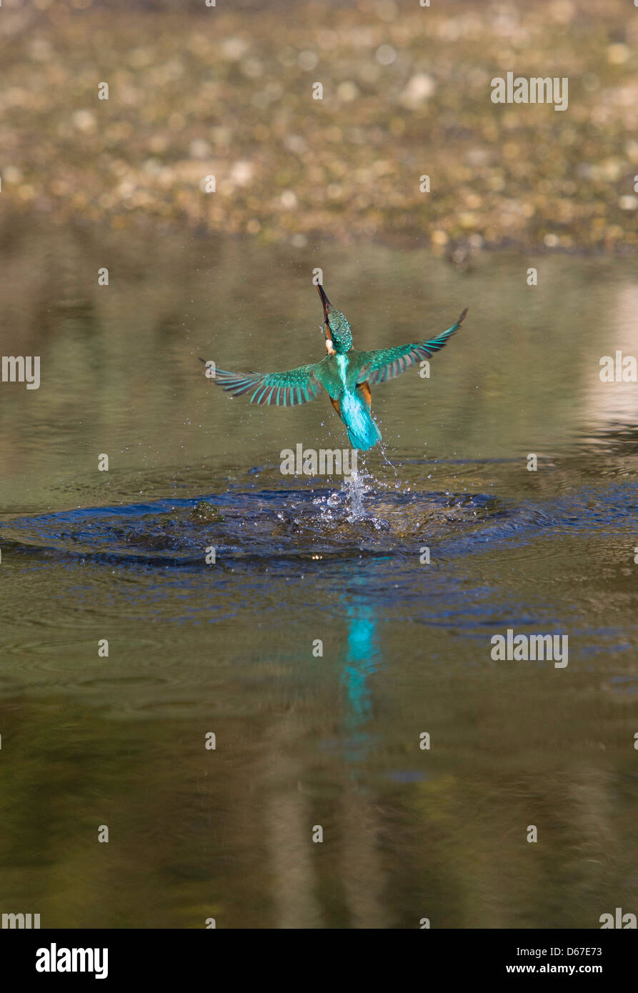 Alcedo atthis - Kingfisher émergeant de l'eau après la plongée à prendre du poisson Banque D'Images