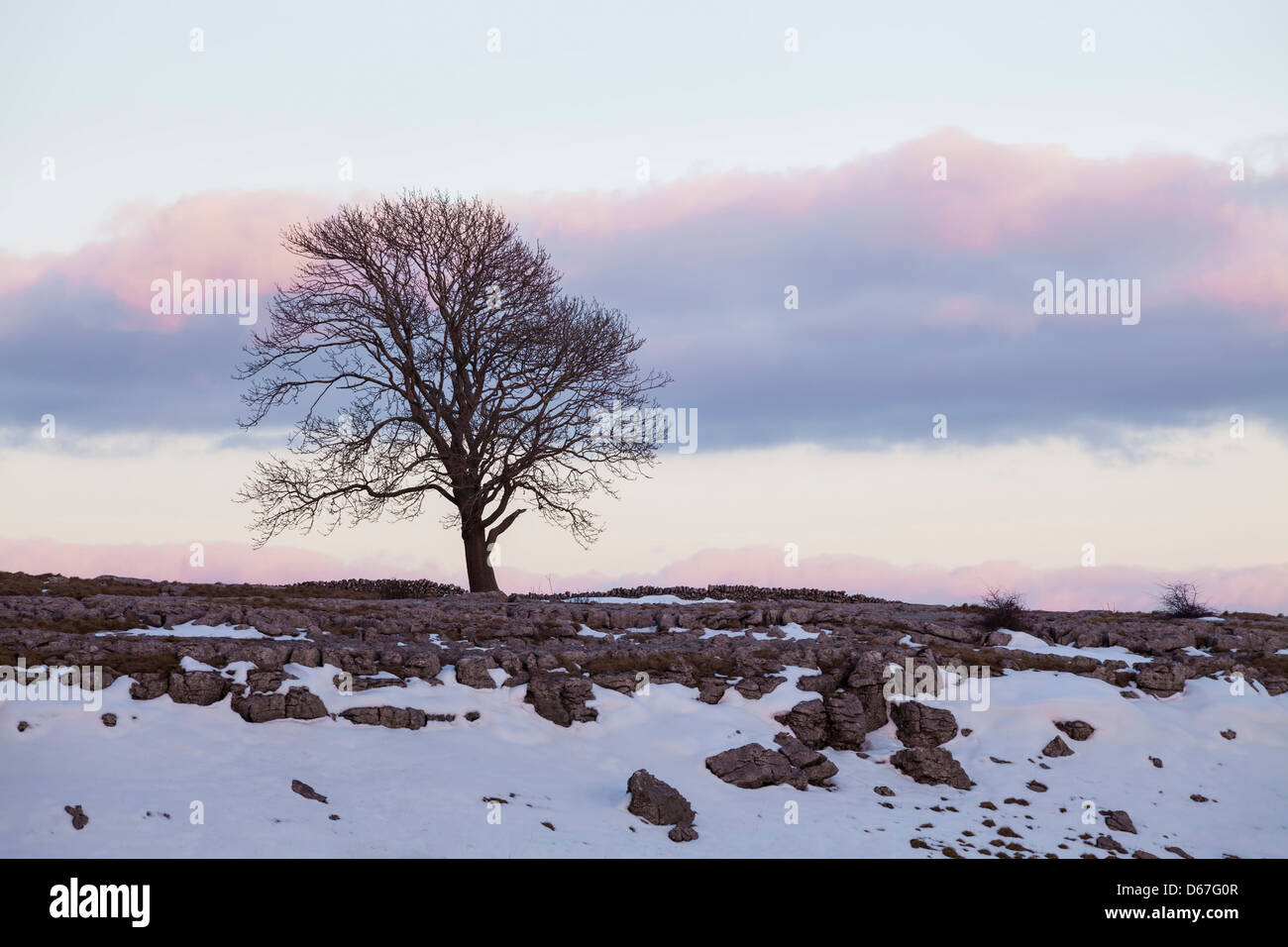 Lone Tree sur lapiez près de Malham, Yorkshire du Nord. Banque D'Images