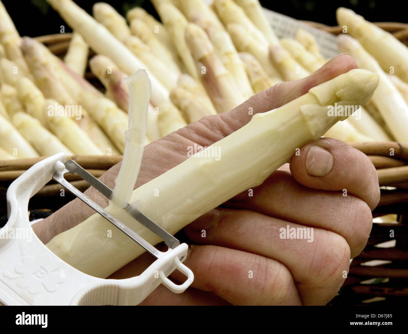 Fichier - une archive photo datée du 12 avril 2012 montre un employé d'Schulte-Scherlebeck ferme asperges asperges peeling la première de la saison à Herten, Allemagne. Saison des asperges prendra fin le 24 juin 2012. Société de l'information sur les marchés agricoles (AMI) a signalé que le légume était plus cher cette année que d'habitude : les consommateurs ont dû payer 5,83 euros pour un kilo d'asperges en mai, Banque D'Images