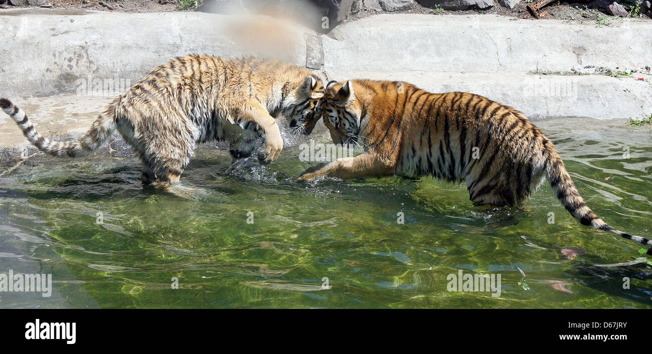 Petit tigre jouer dans la piscine en plein air de leur enclos au zoo de Magdeburg, Allemagne, 22 juin 2012. Le tigre twins Danuta et Daria sont nés le 20 septembre 2011. Photo : Peter Foerster Banque D'Images
