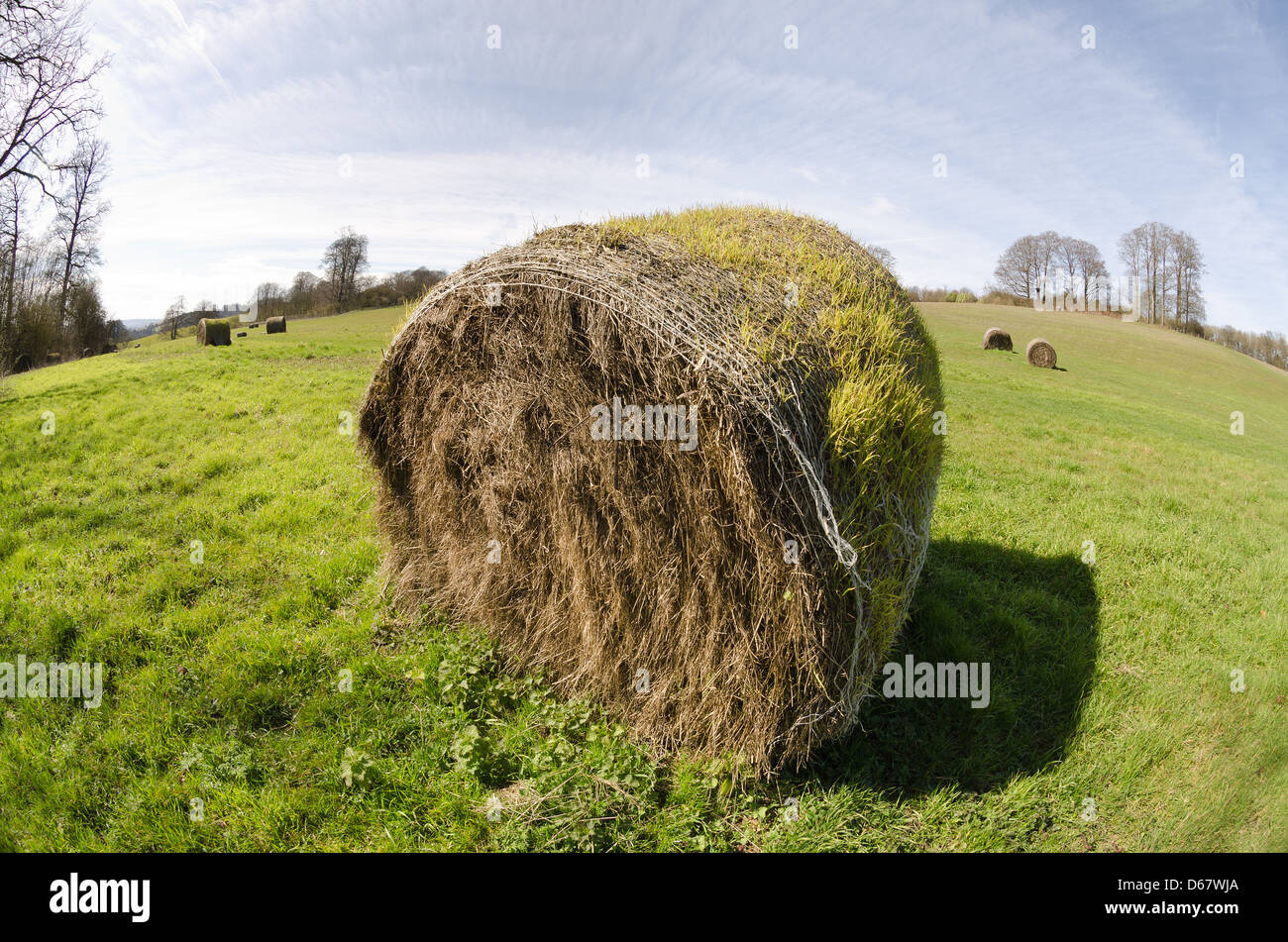 Endommagé et abandonné des balles de foin pousse la nouvelle croissance ayant été laissée de côté la saison dernière en raison d'une pluie torrentielle et le mauvais temps Banque D'Images