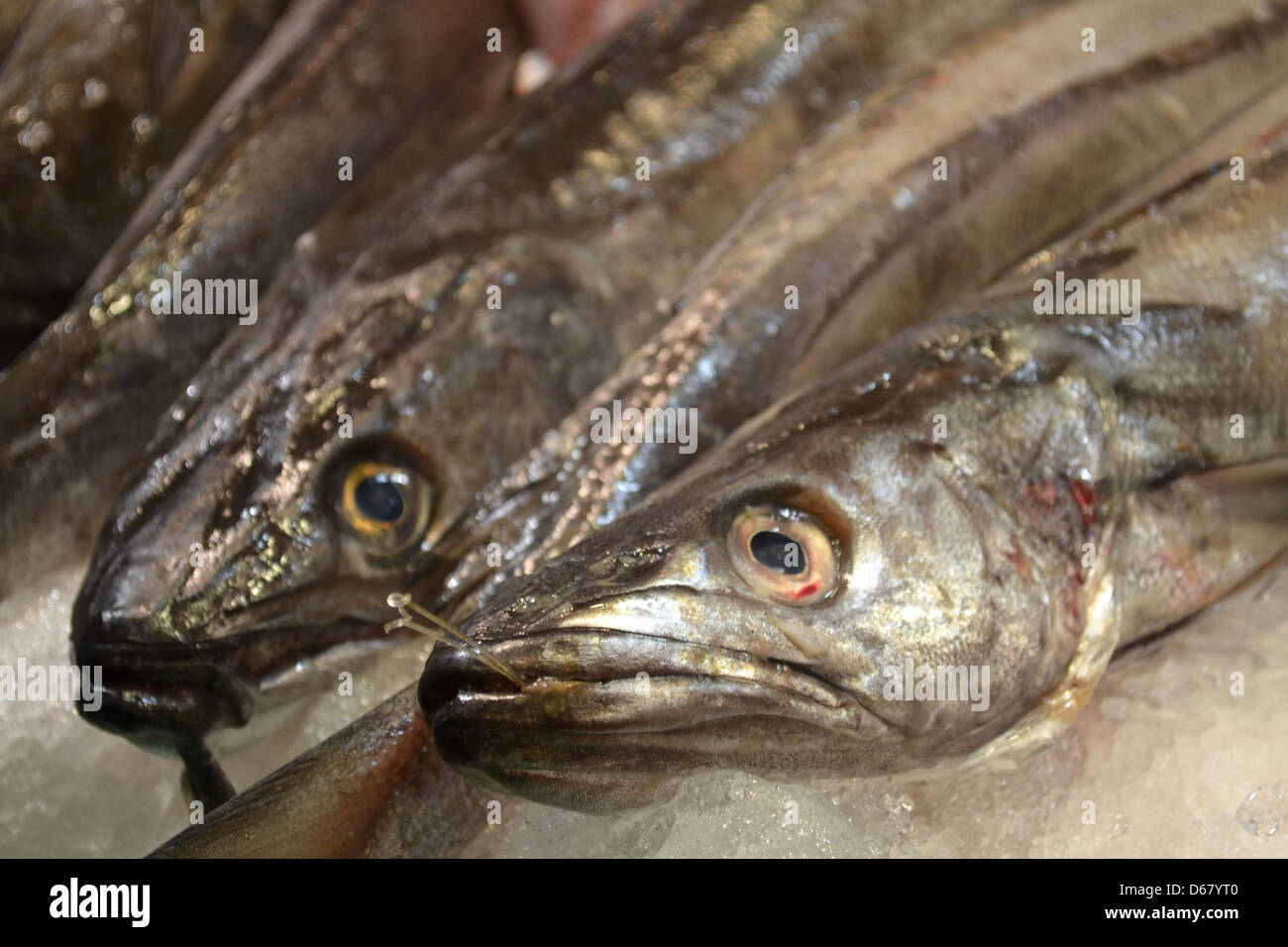 Poissons d'argent, le marché alimentaire Boqueria, Barcelone. Banque D'Images