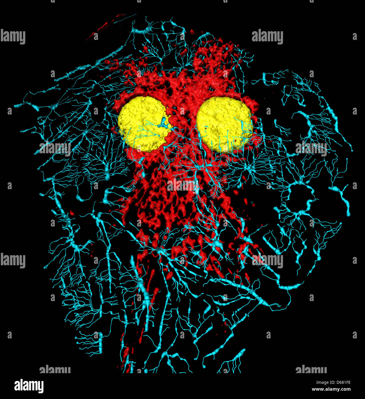 Les microfilaments (bleu), les mitochondries (rouge), et les noyaux (jaune) dans les cellules fibroblastes Banque D'Images