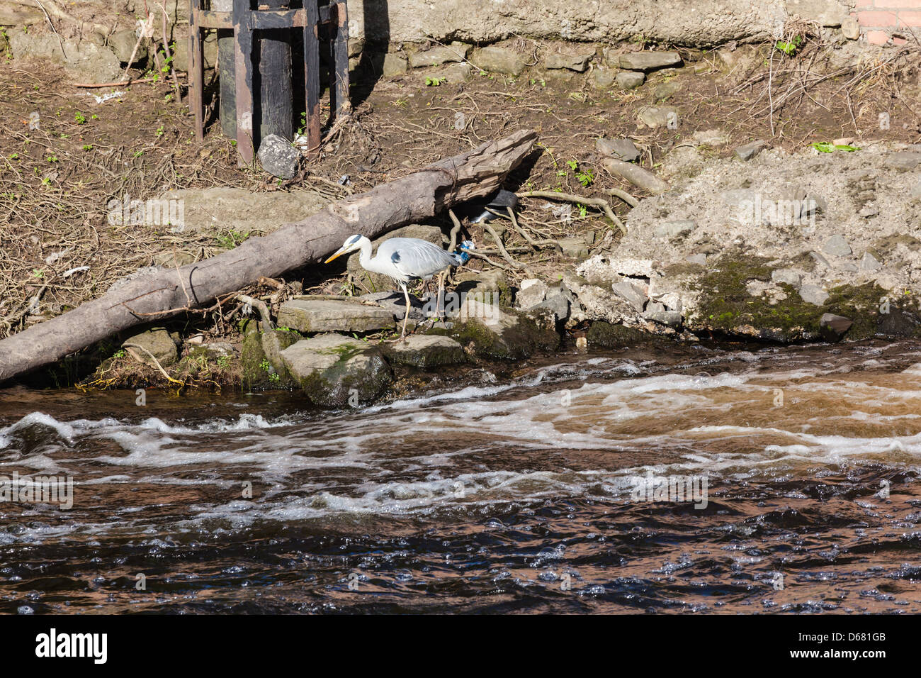 Un héron la pêche sur la rivière d'usure au niveau de la recherche, Durham weir la turbulence, vu de Framwelgate Waterside, County Durham, Royaume-Uni Banque D'Images