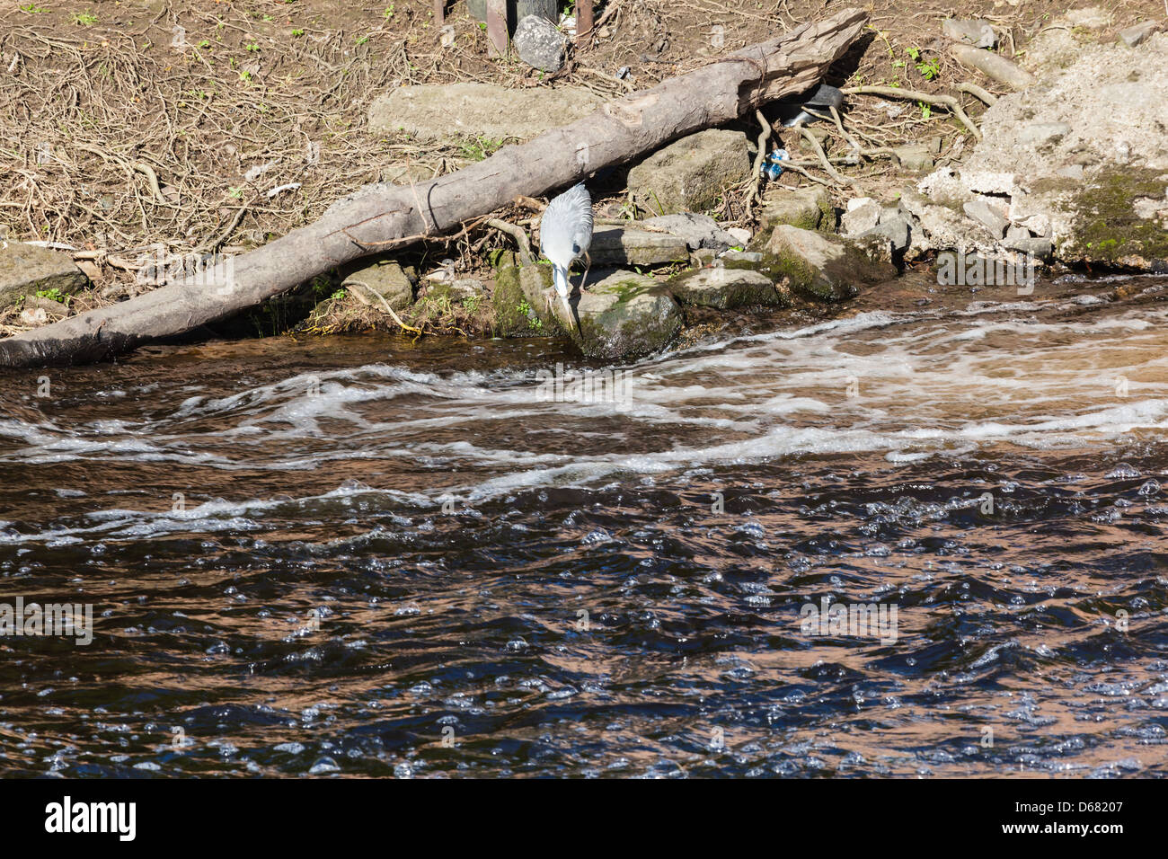 Un héron la pêche sur la rivière d'usure au niveau de la recherche, Durham weir la turbulence, vu de Framwelgate Waterside, County Durham, Royaume-Uni Banque D'Images