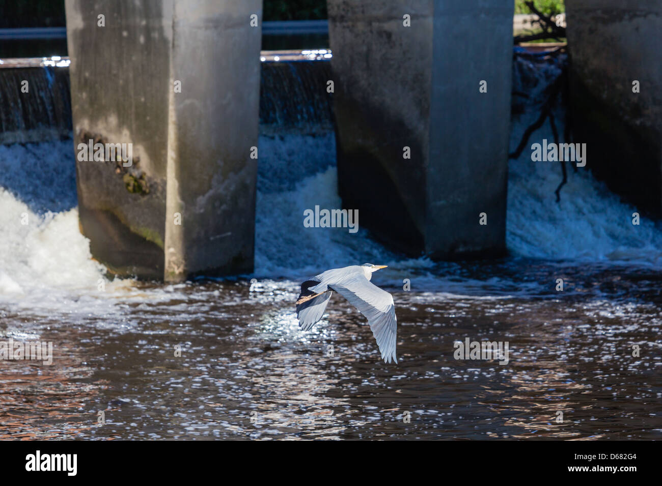 Un héron volant sous Milburngate, Durham Bridge, rivière d'usure, vu de Framwelgate Waterside, County Durham, Royaume-Uni Banque D'Images