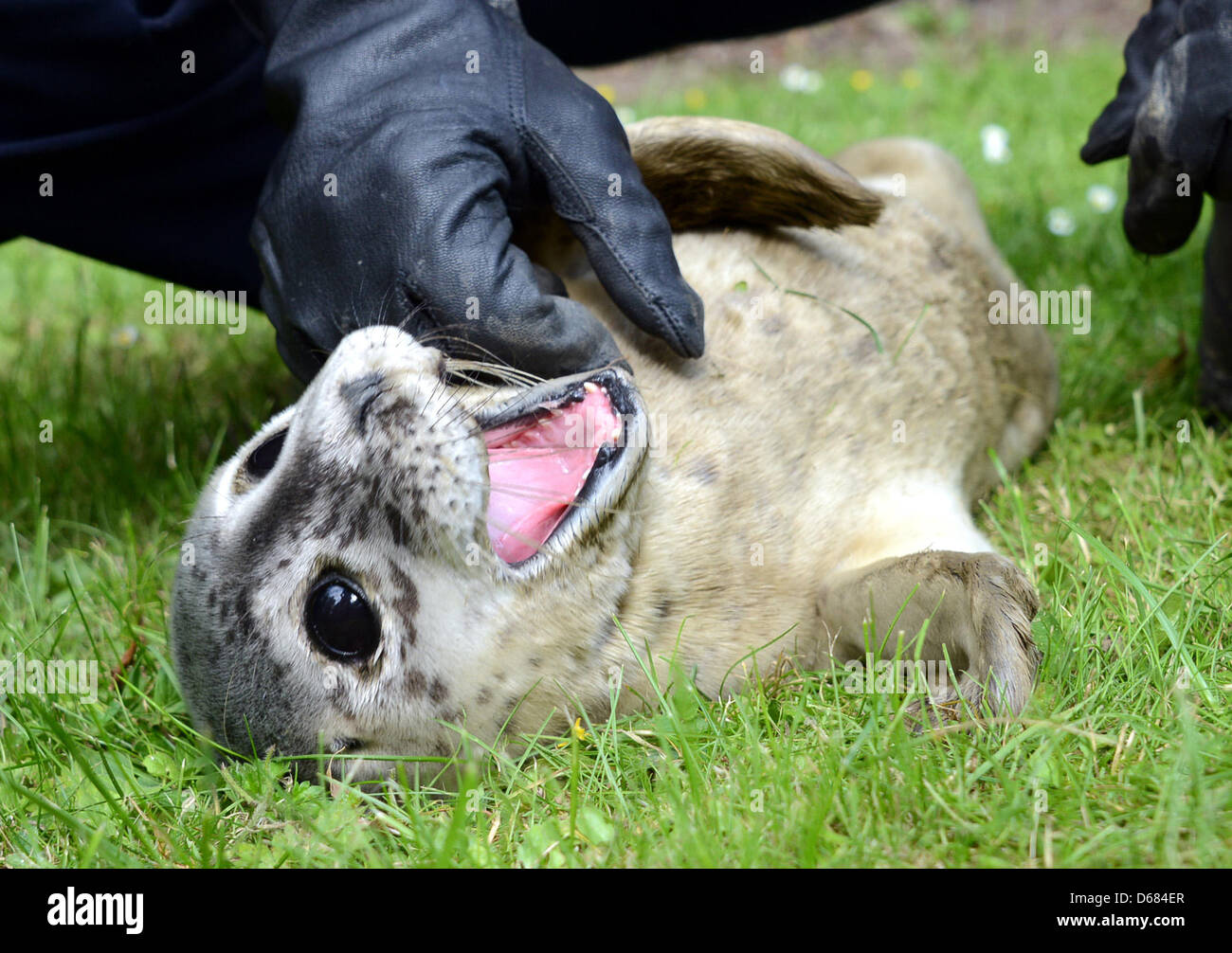 Un bébé phoque est représenté à Hambourg, Allemagne, 03 juillet 2012. C'était probablement séparé de sa mère par de forts courants et a été pris dans la matinée ny Niess sur un quai à Finkenwerder. Photo : Daniel Bockwoldt Banque D'Images