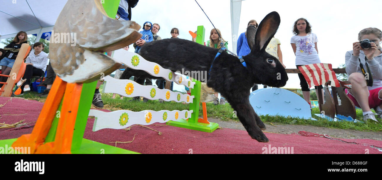Rabbit show jumping Banque de photographies et d'images à haute résolution  - Alamy