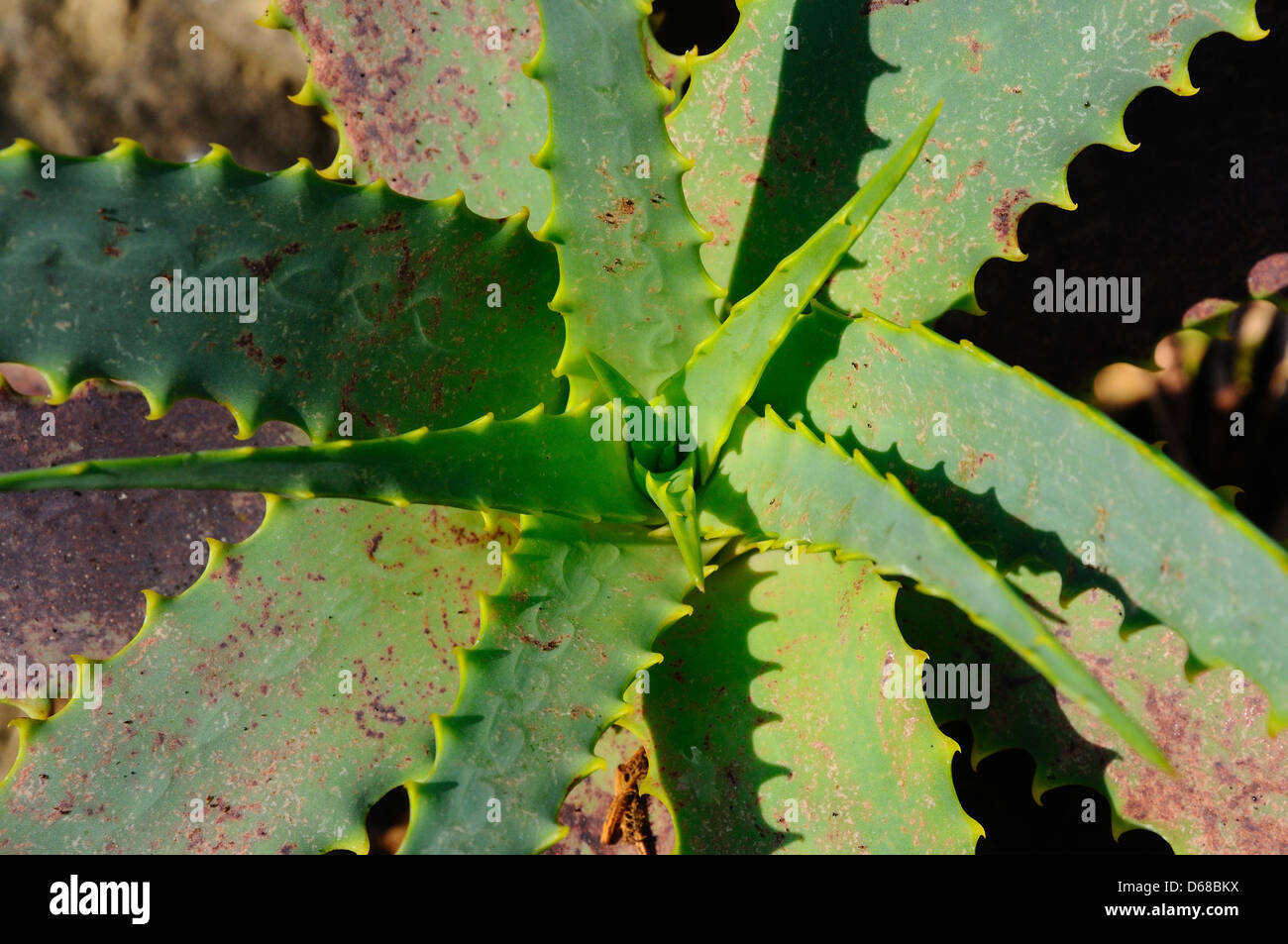 Aloe (Lilaceae), Costa del Sol, Andalousie, Espagne, Europe de l'Ouest. Banque D'Images