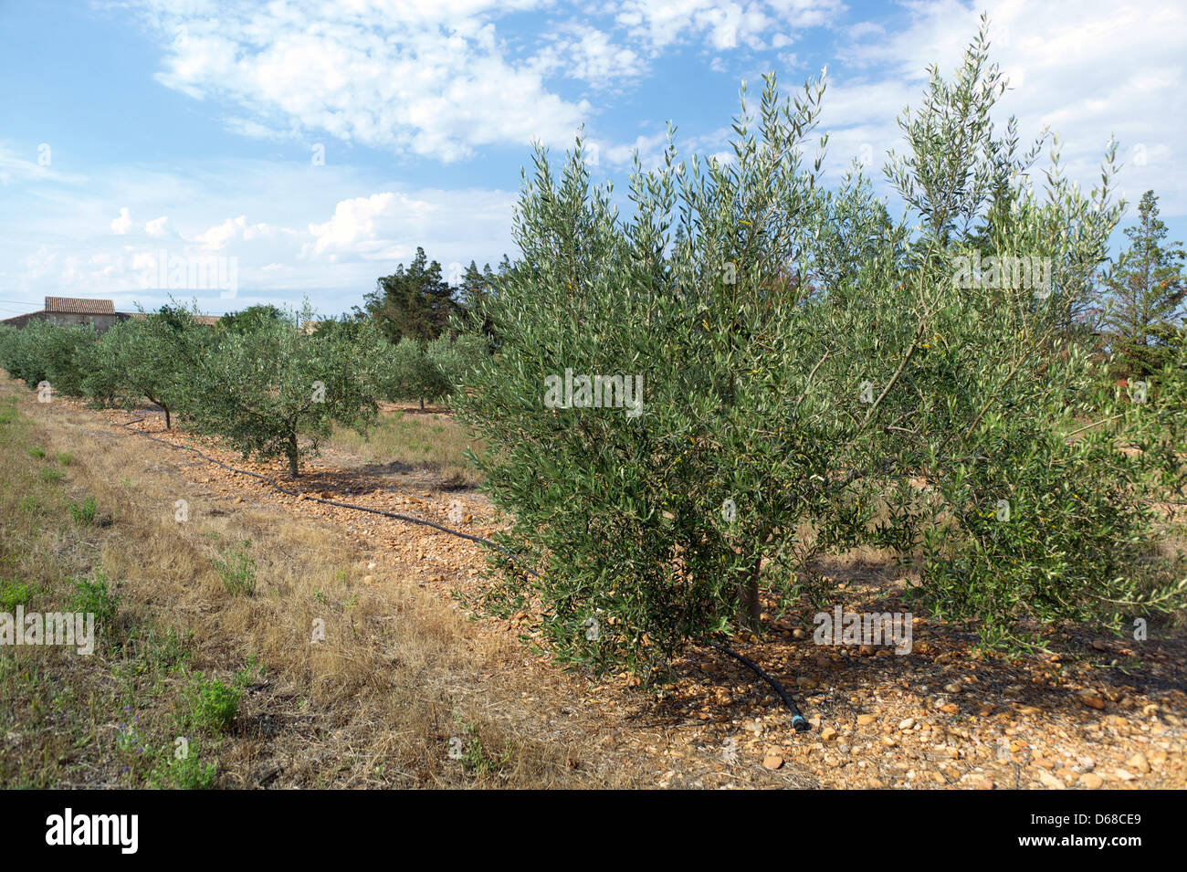 Olivier (Olea europaea) debout sur une plantation dans la région de Beauvoisin, France, 04 juillet 2012. Les oliviers sont une des plus anciennes plantes cultivées par l'homme. Photo : Peter Endig Banque D'Images