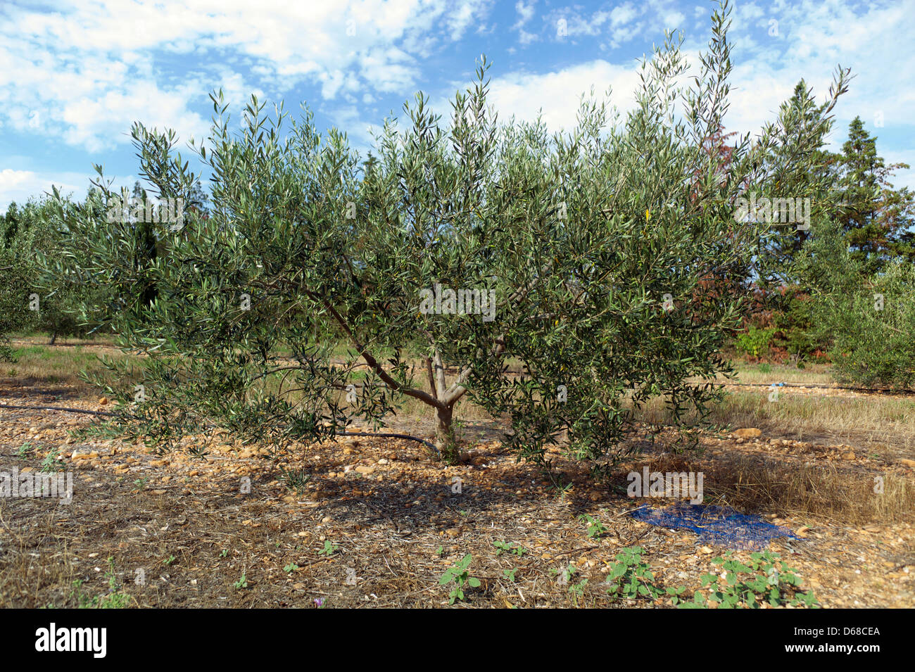 Olivier (Olea europaea) debout sur une plantation dans la région de Beauvoisin, France, 04 juillet 2012. Les oliviers sont une des plus anciennes plantes cultivées par l'homme. Photo : Peter Endig Banque D'Images