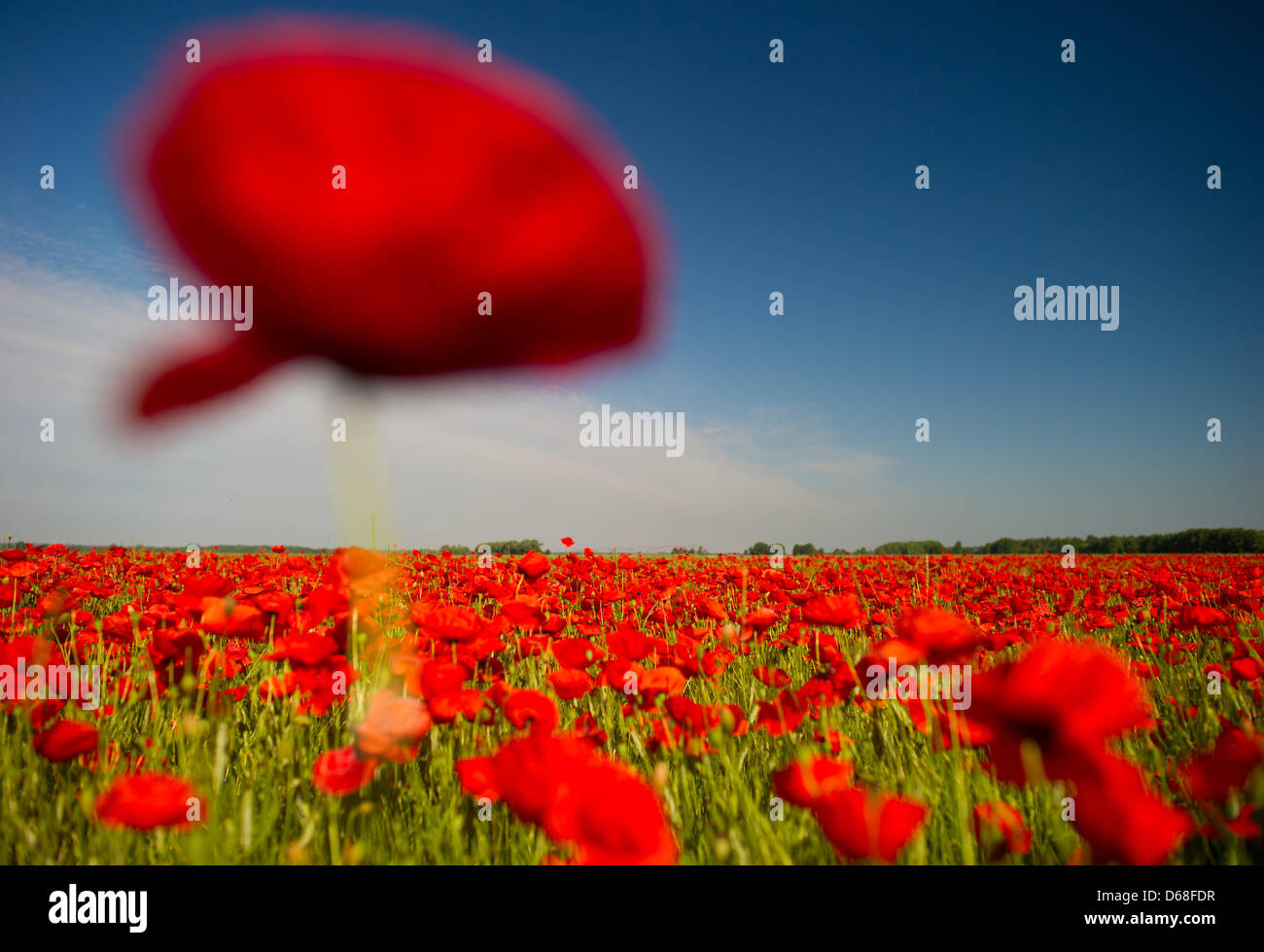 (Afp) - Un fichier photo en date du 15 juin 2012 montre fleurs de pavot en fleurs sur un champ à Trechwitz, Allemagne. Photo : Patrick Pleul Banque D'Images